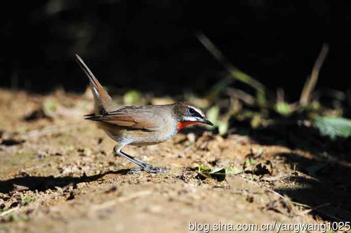 红喉歌鸲（16）