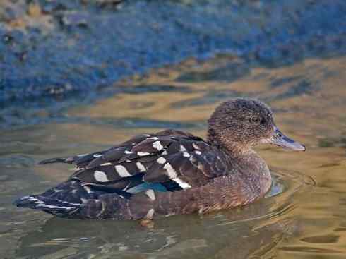 欣赏：美丽的钻水鸭4