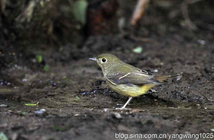雌性绿背姬鹟（9）