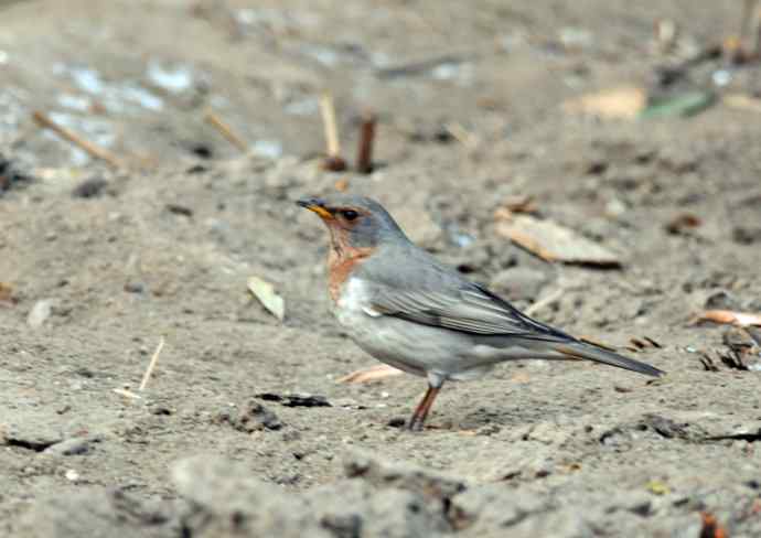 随走随拍（赤颈鸫）