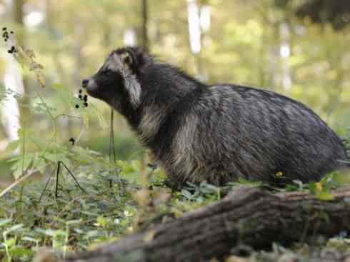 犬科:犬亚科犬属之貉 犬科:犬亚科犬属之貉