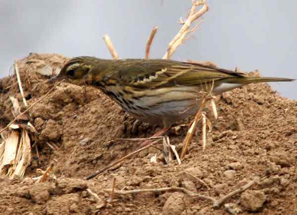 家乡的鸟（5），树鹨（组图）