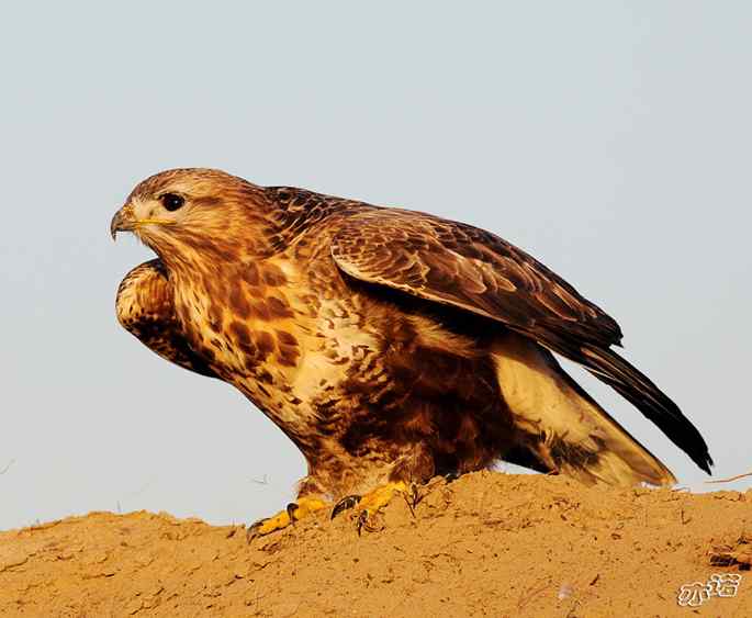 官厅水库&nbsp;wbr路&nbsp;wbr沐浴夕阳的大鵟