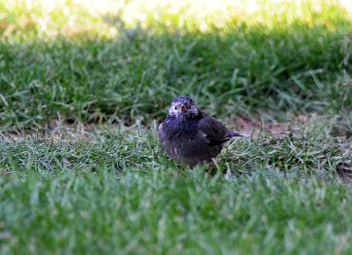 随走随拍（灰椋鸟）