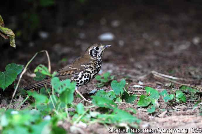 宝兴歌鸫(1) 宝兴歌鸫(1)