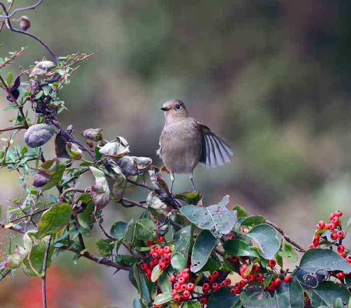 赭红尾鸲唱黄花 赭红尾鸲唱黄花