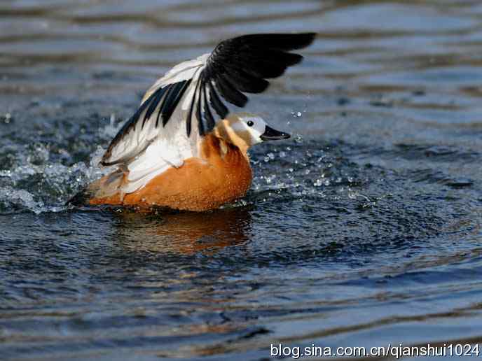 水禽湖冬季运动会