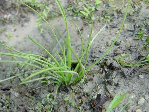 鱼类活化石:澳洲肺鱼 鱼类活化石:澳洲肺鱼