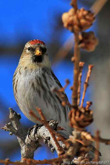 美国鸟类摄影——白腰朱顶雀（2）