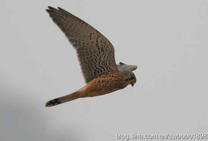 鸟友再聚白河湾 鸟友再聚白河湾