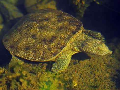 玄武:传说的兽原型探秘(鳖) 玄武:传说的兽原型探秘(鳖)