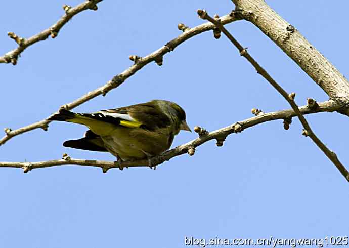 艰难(大风中的金翅鸟纪实) 艰难(大风中的金翅鸟纪实)