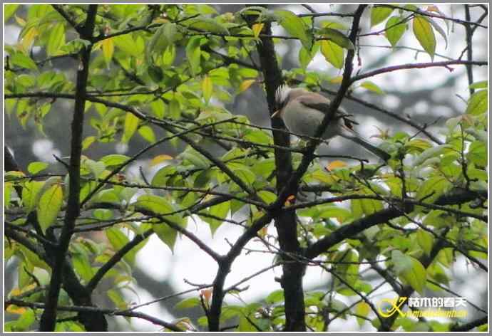 瓦屋山拍鸟（瓦屋山系列三）【照片】