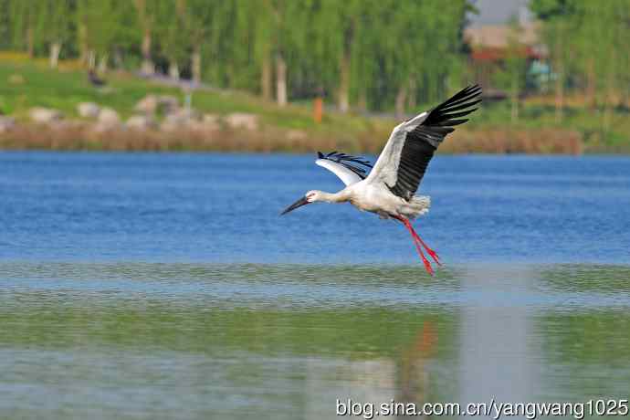 饱餐后的东方白鹳