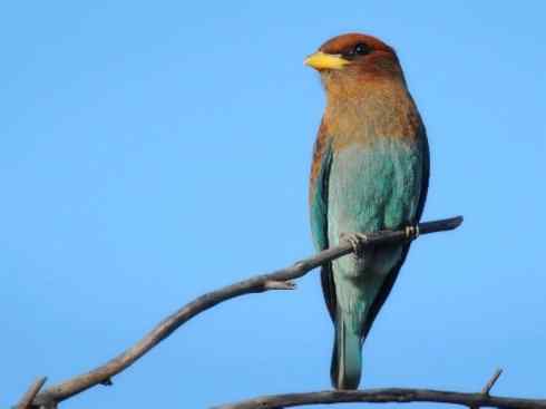 绝色攀禽：佛法僧目之三宝鸟