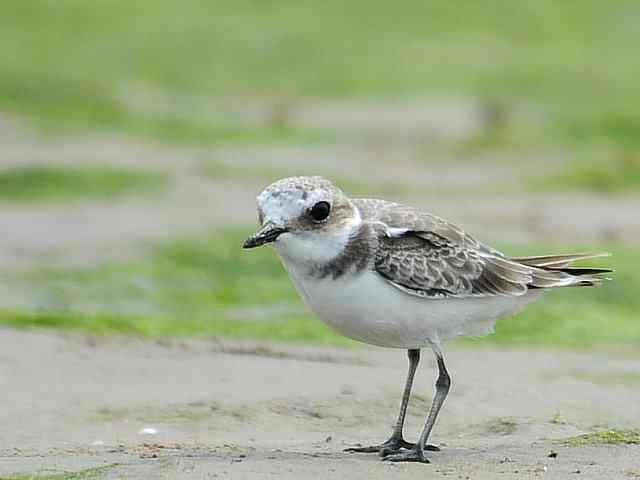 黄金海岸寻鹬 wbr赤土山桥赏鸟