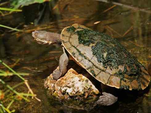 玄武：传说的兽原型探秘（澳洲长颈龟）