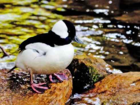欣赏：美丽的秋沙鸭