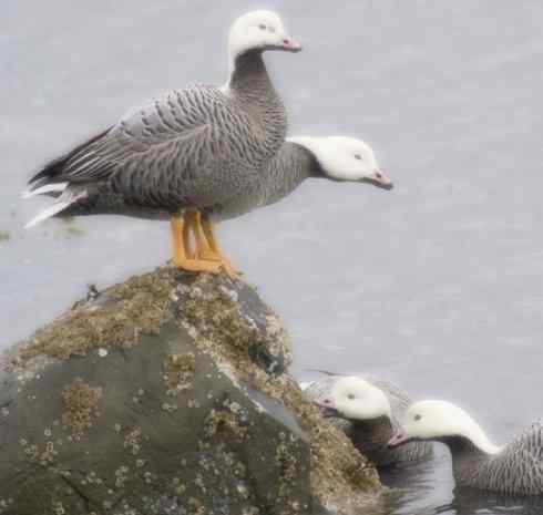 白头鸟系列:另类的美丽8 白头鸟系列:另类的美丽8