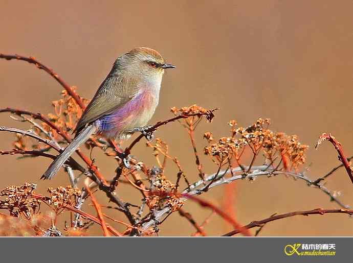 川西高原的美丽精灵-花彩雀莺【实拍】