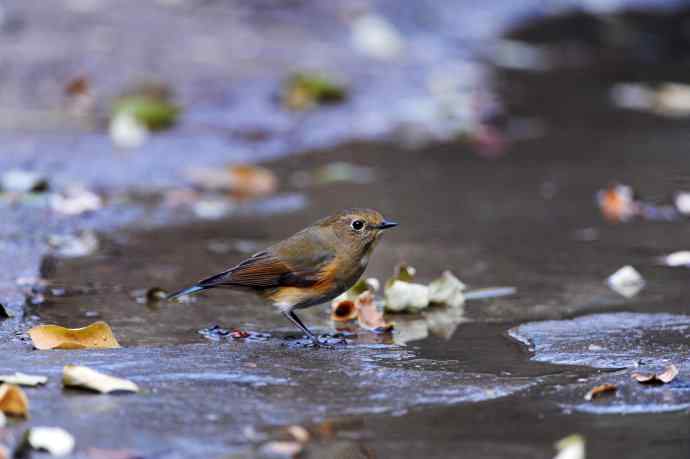 雌性红胁蓝尾鸲(7) 雌性红胁蓝尾鸲(7)