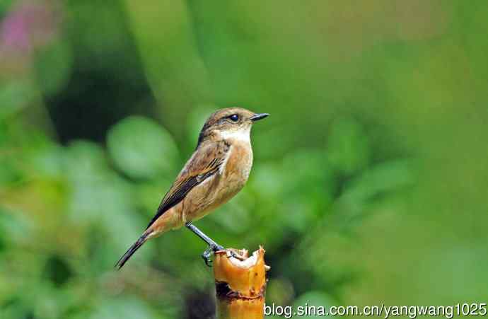 雌性黑喉石即鸟（1）