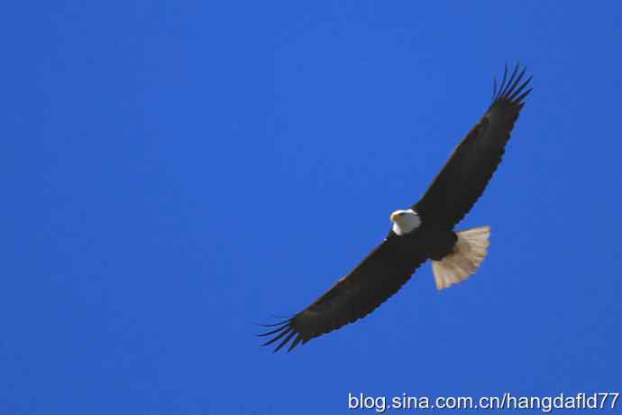 白头海雕