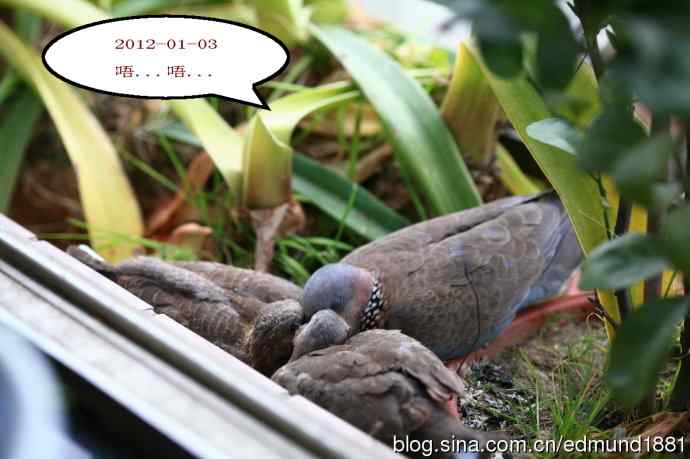 珠颈斑鸠育儿记