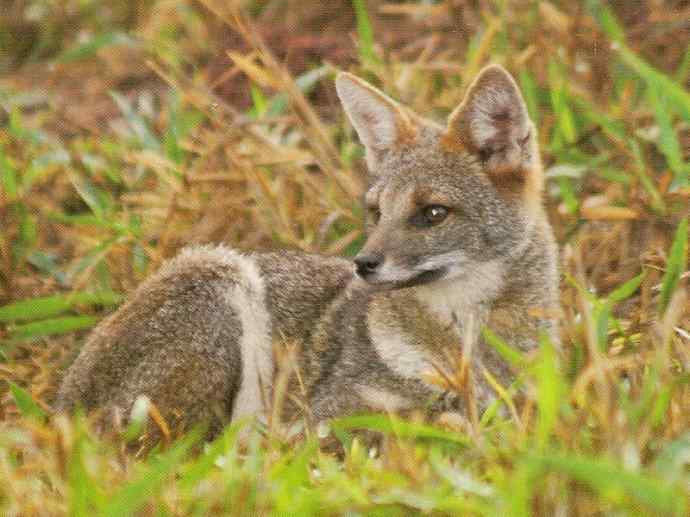 犬科：狐亚科伪狐属之高地狐、河狐、秘鲁狐