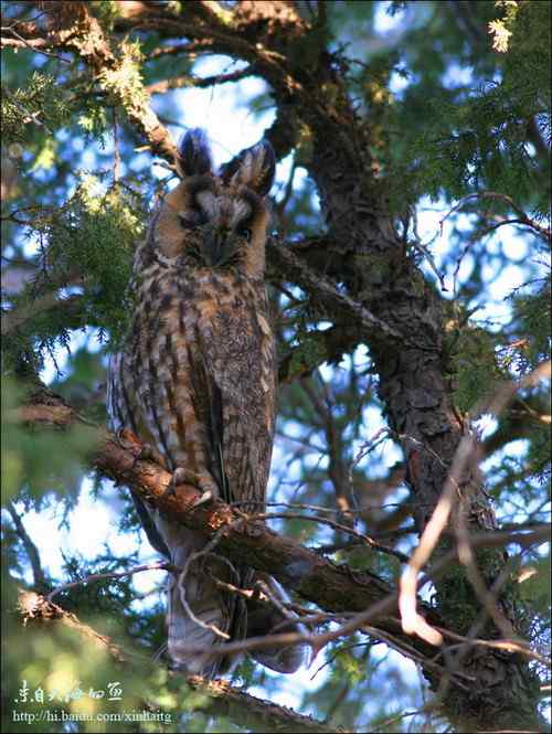 北京天坛长耳鸮