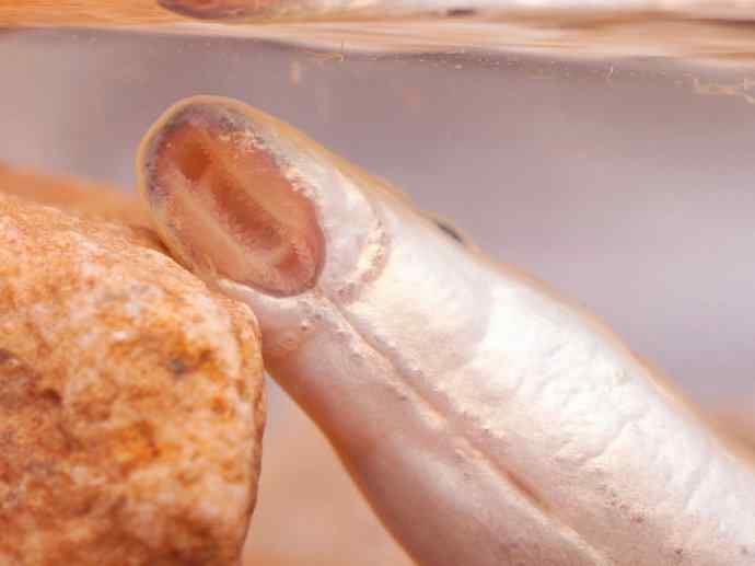 鱼类活化石：七鳃鳗