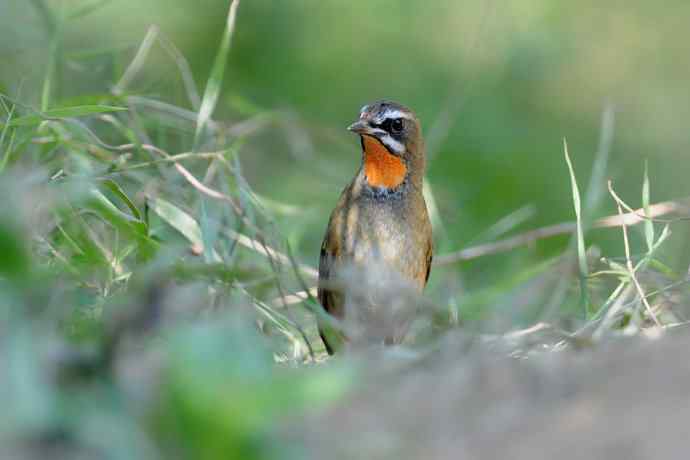 秋季迁徙鸟：红喉歌鸲*