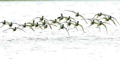 80年前的《武昌鸟类名录》 武汉观鸟世家