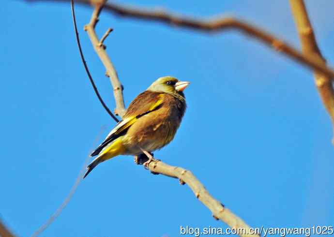 期盼（随拍金翅鸟）