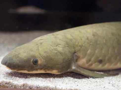 鱼类活化石:澳洲肺鱼 鱼类活化石:澳洲肺鱼