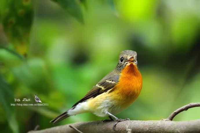 萌鸟鈥斺旔都l贺双十一