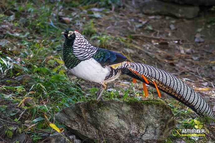 康定拍鈥湴赘菇跫︹