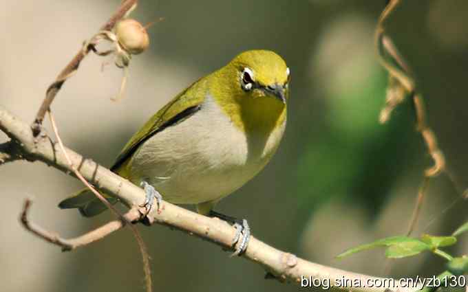 第一次遇到绣眼鸟(组图) 第一次遇到绣眼鸟(组图)