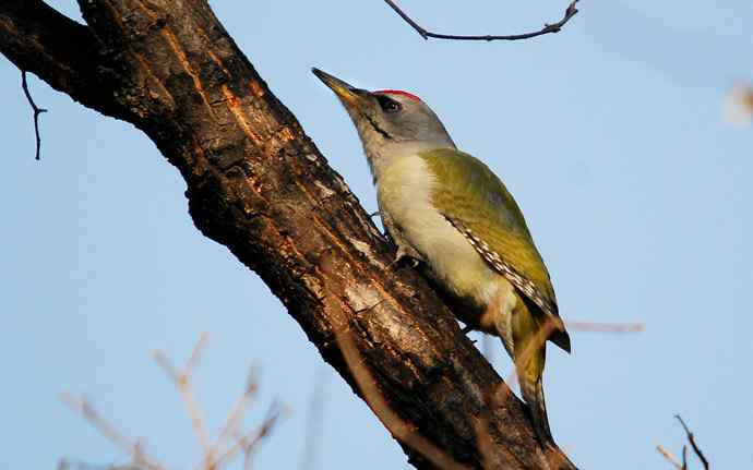 北京植物园赏鸟（十六），灰头绿啄木鸟（组图）