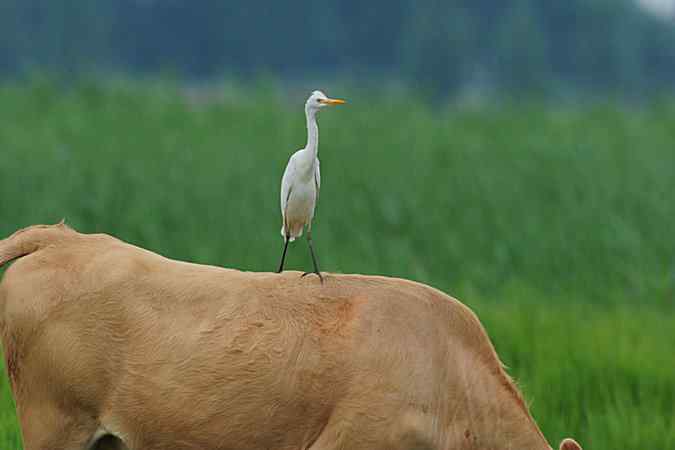 再上衡水湖 wbr续拍明星鸟