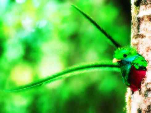 鸟类之最：凤尾绿咬鹃