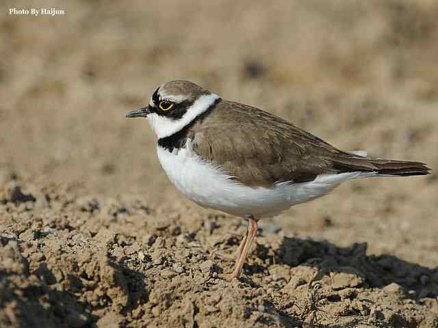 春之歌(野鸭湖拍摄金眶鸻)