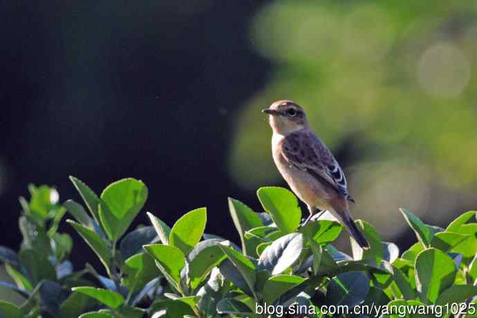 黑喉石鵖鸟（1）