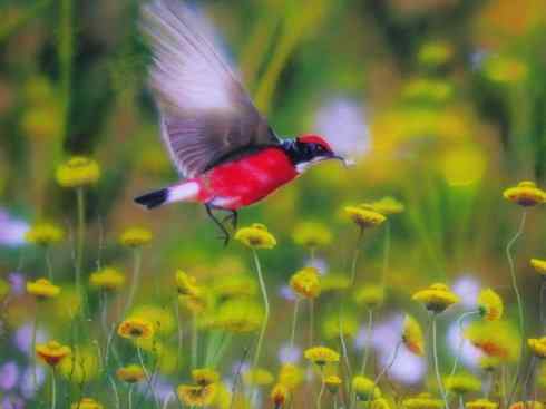 美丽无罪：雀鸟之欣赏2