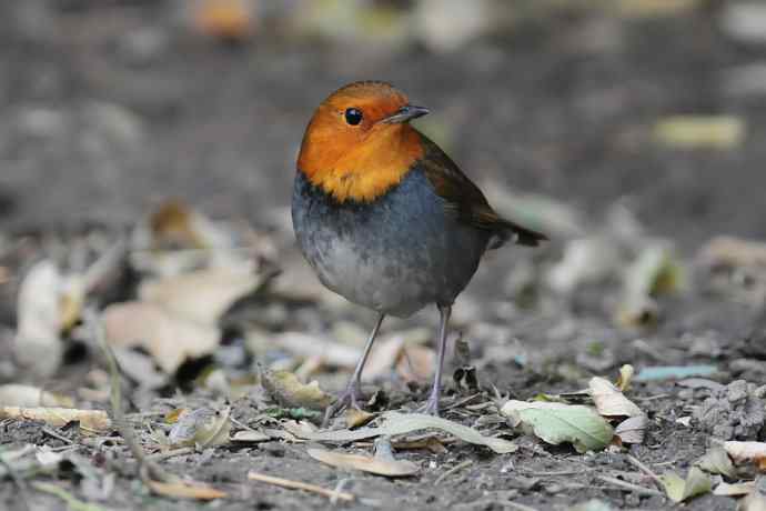 【新鸟】莲花池公园的日本歌鸲