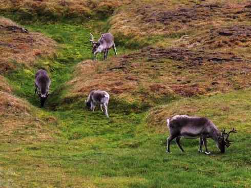 自然奇观：动物大迁徙(北美驯鹿长征)