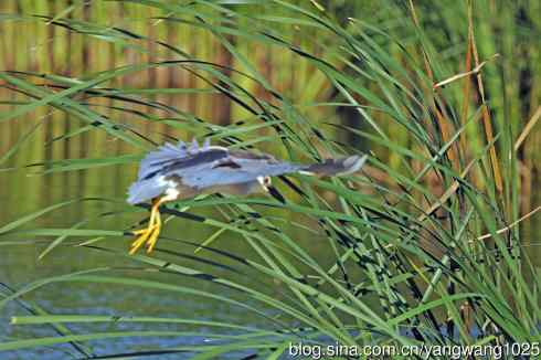 寻鱼的夜鹭（2）