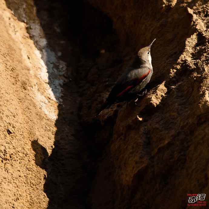 北京十渡&nbsp;wbr路&nbsp;wbr红翅旋壁雀