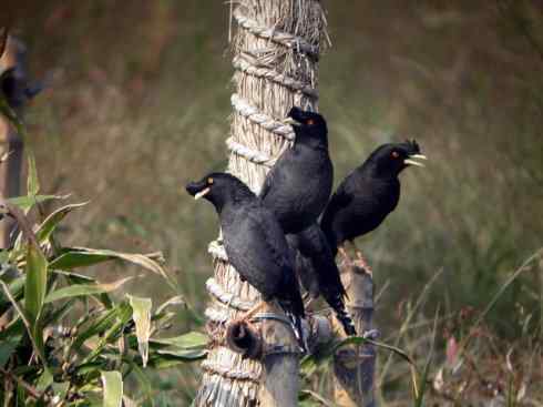 家禽驯化之源之十四