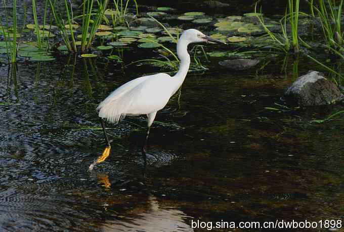 鸟友同游怀沙河
